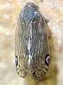 Asotocixius diopter - photo 4