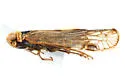 Asotocixius diopter - photo 5
