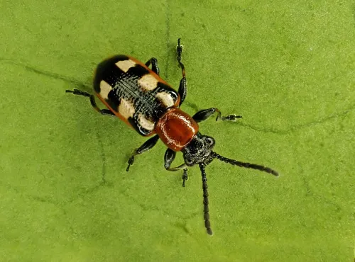 Asparagus Beetle - photo 2