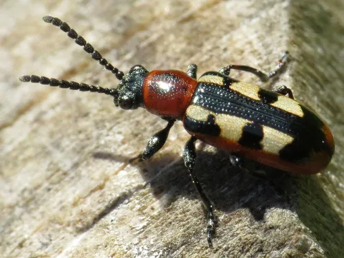 Asparagus Beetle - photo 3