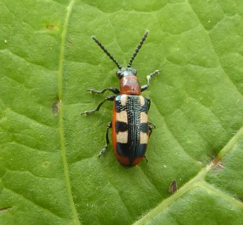 Asparagus Beetle - photo 4