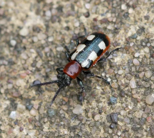 Asparagus Beetle - photo 5