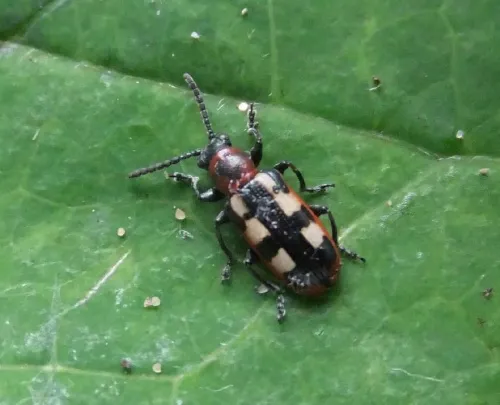 Asparagus Beetle - photo 6