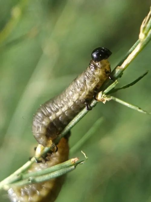 Asparagus Beetle - photo 7