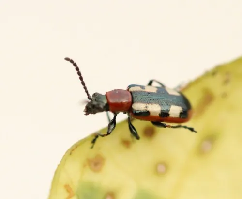 Asparagus Beetle - photo 8