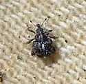 Asperauleutes tachygonoides - photo 2