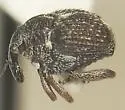 Asperauleutes tachygonoides - photo 4