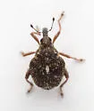 Asperauleutes tachygonoides - photo 5
