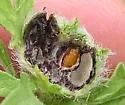 Asphondylia ambrosiae