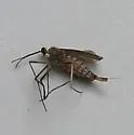 Asphondylia ambrosiae - photo 2
