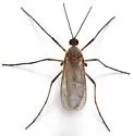 Asphondylia ambrosiae - photo 4