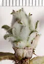 Asphondylia antennariae