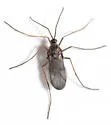 Asphondylia antennariae - photo 3