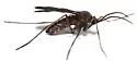 Asphondylia antennariae - photo 4