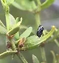 Asphondylia apicata