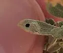 Saltbush Blister Gall Midge