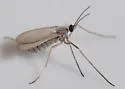 Tumor-stem Gall Midge