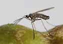 Tumor-stem Gall Midge - photo 2