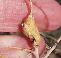 Tumor-stem Gall Midge - photo 4