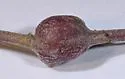 Tumor-stem Gall Midge - photo 5
