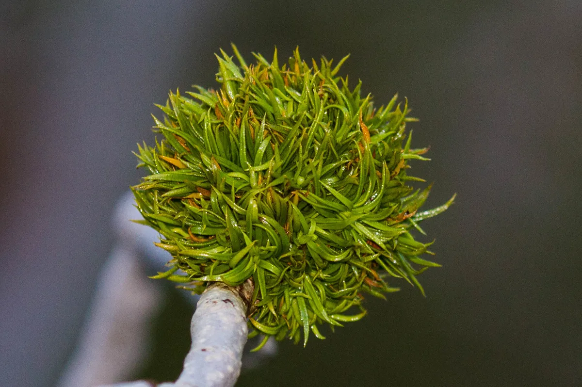 Asphondylia auripila - photo 2