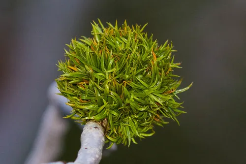 Asphondylia auripila - photo 3