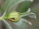 Asphondylia borrichiae