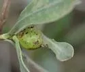 Asphondylia borrichiae - photo 2