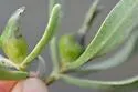Asphondylia borrichiae - photo 3