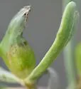 Asphondylia borrichiae - photo 4