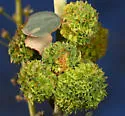 Ceanothus Bud Gall Midge - photo 2