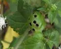 Asphondylia eupatorii