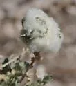Woolly Stem Gall Midge