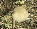 Woolly Stem Gall Midge - photo 3