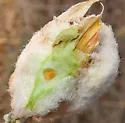 Woolly Stem Gall Midge - photo 4