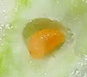 Woolly Stem Gall Midge - photo 5