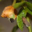 Asphondylia florea