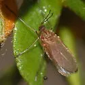Asphondylia florea - photo 2