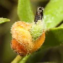 Asphondylia florea - photo 3
