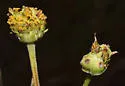 Asphondylia helianthiflorae - photo 4