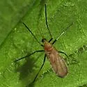 Asphondylia helianthiglobulus - photo 4