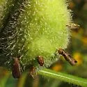 Asphondylia helianthiglobulus - photo 5