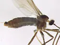 Asphondylia lacinariae - Asphondylia lacinariae
