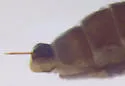 Asphondylia lacinariae - photo 2