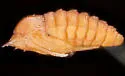 Asphondylia neomexicana