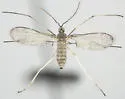 Asphondylia neomexicana - photo 2