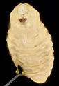 Asphondylia neomexicana - photo 4