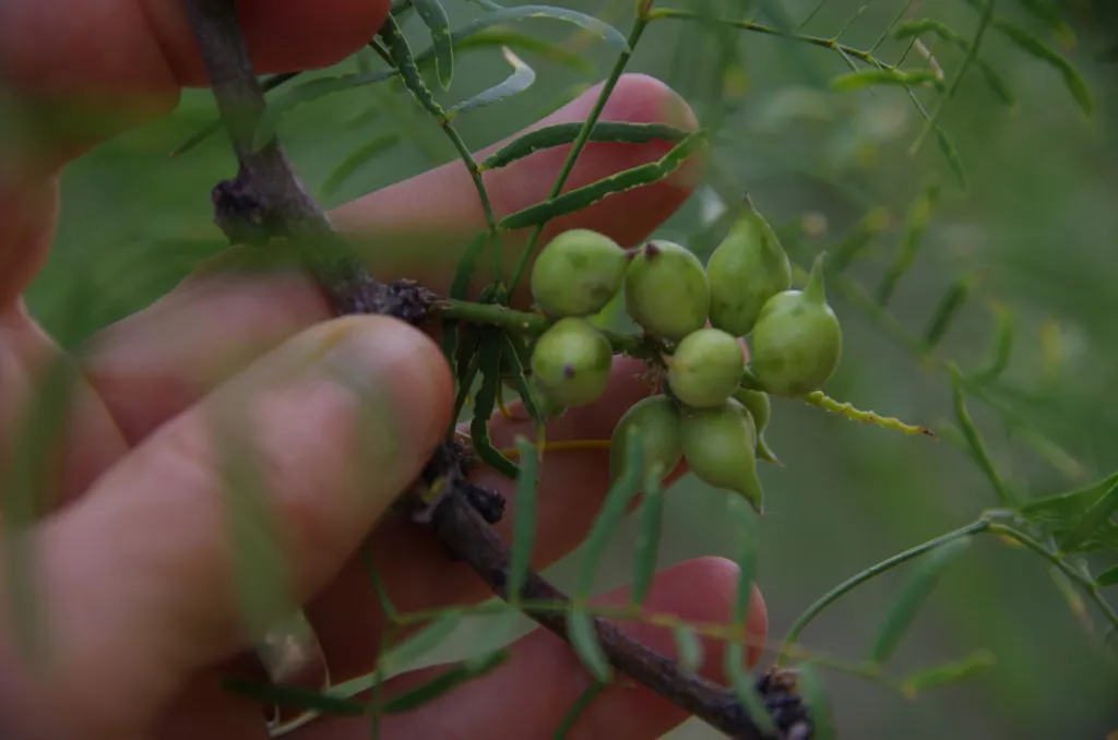 Mesquite Gall Midge - photo 2
