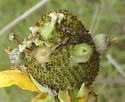 Prairie Coneflower Gall Midge
