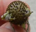 Prairie Coneflower Gall Midge - photo 2